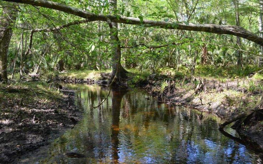 ‘Secretive’ creatures not seen in 30 years rediscovered in FL wetland, study says