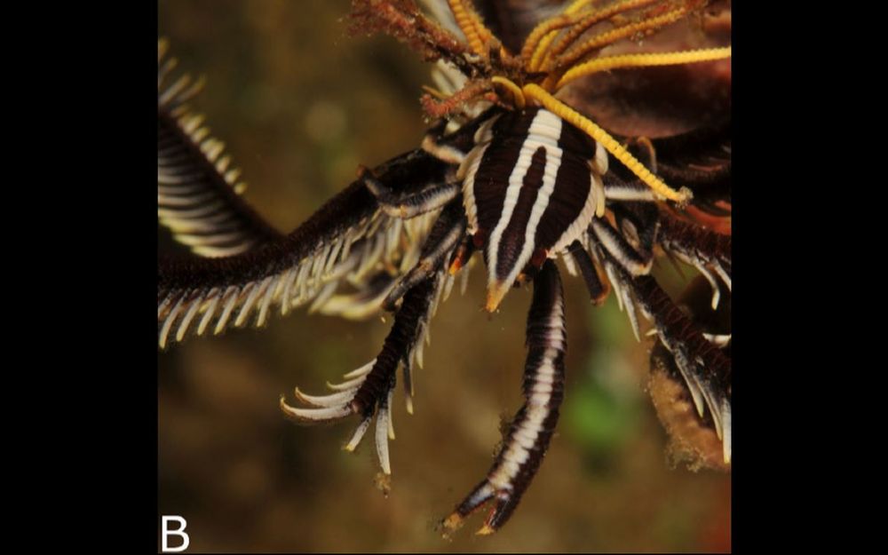 Can you spot the ‘lobster’ in this photo? Tiny species found off South Africa