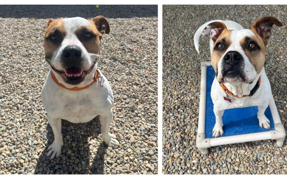 ‘Happy tears’ flowed as dog was adopted a 2nd time. Now, she needs another home