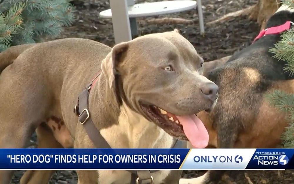 ‘Amazing, life-saving dog’ leads good Samaritan to unresponsive couple in PA