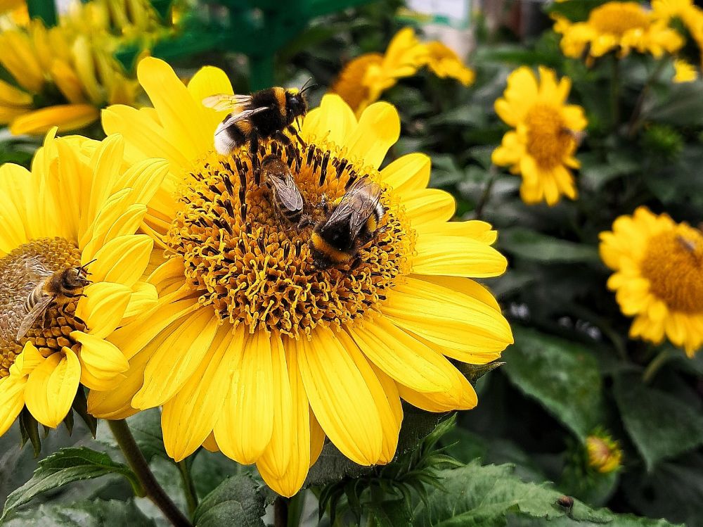 Sonnenblumen mit Hummeln und Bienchen. 