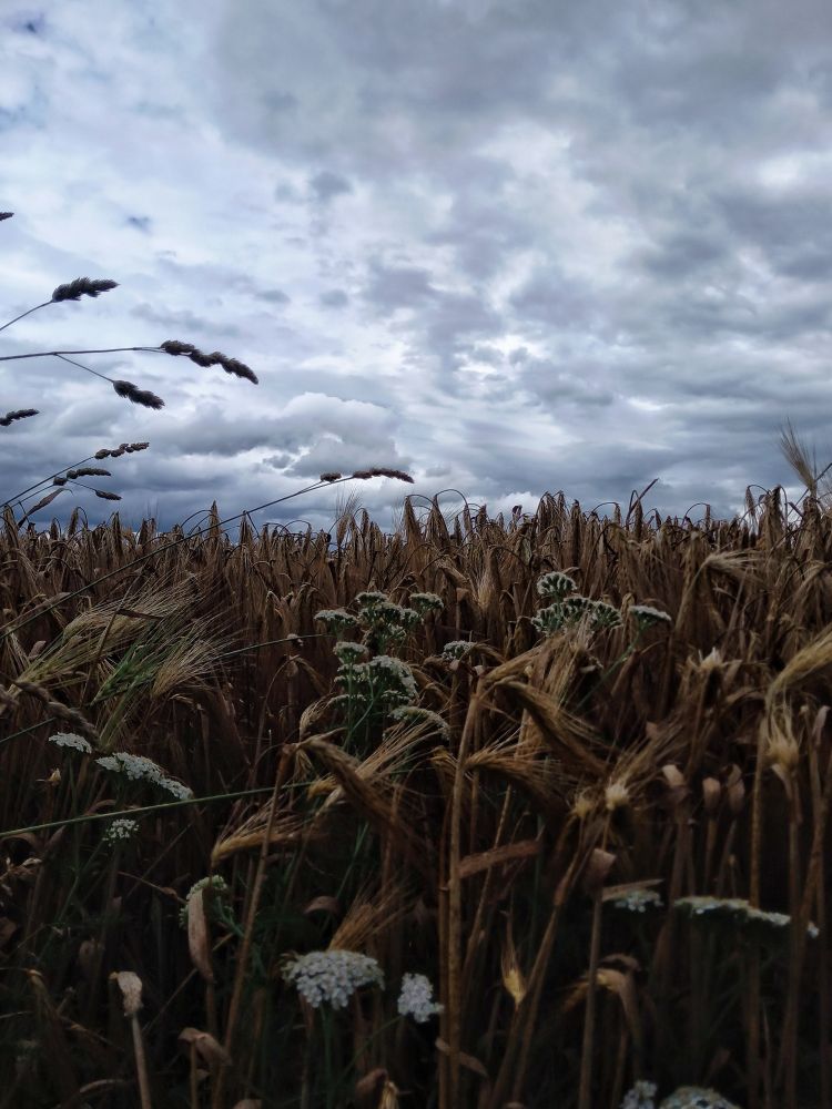 Kornfeld mit weissen Wildenmöhren. Der Himmel ist sehr bewölkt und es sieht nach Gewitter aus. 