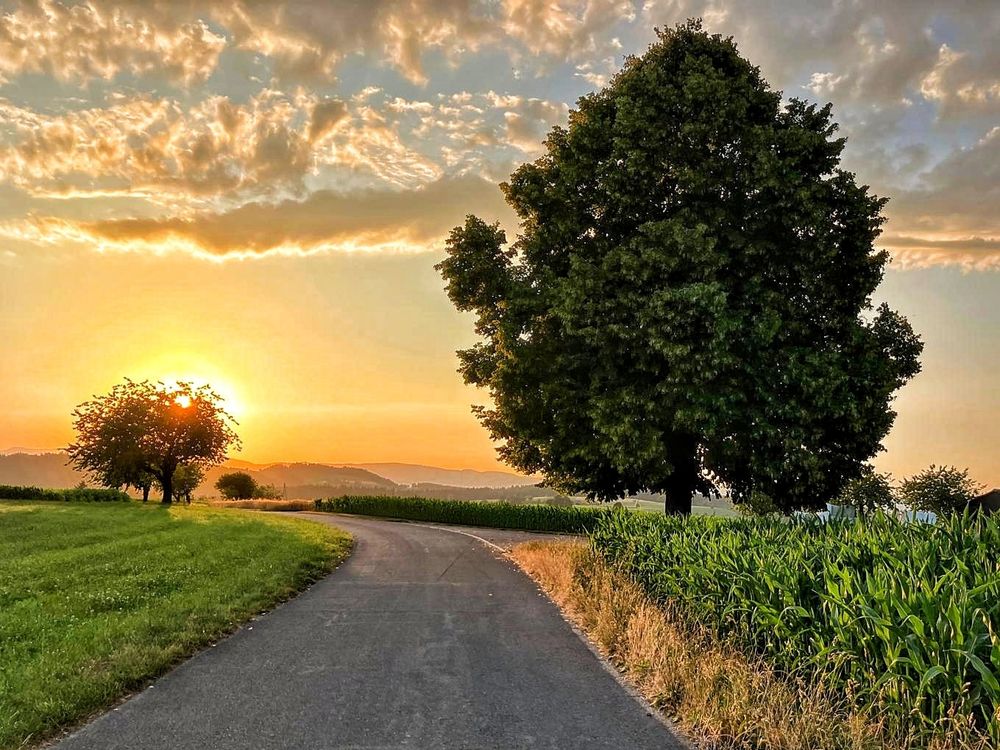 Sonnenuntergang. Man sieht rechts einen Baum und Mais. Rechts ist eine Wiese und auch ein Baum. Die Sonne verschwindet hinter dem Baum.