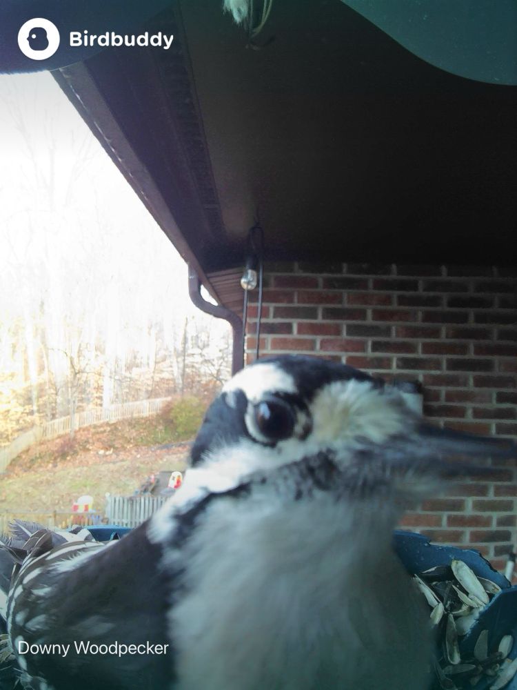 A downy woodpecker on a bird feeder, giving the camera a bit of side eye.  