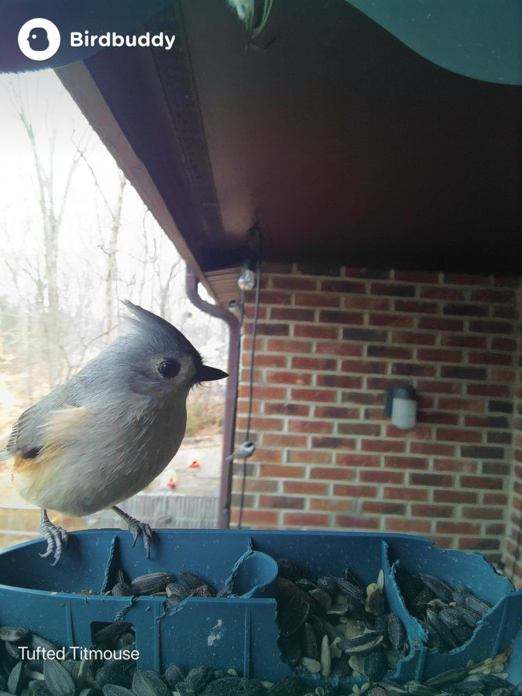 A tufted titmouse standing on a bird feeder, seen in profile. 
