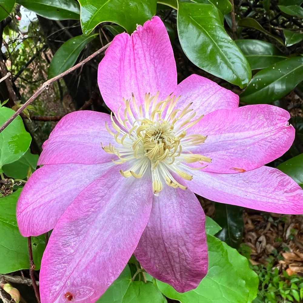 Large pink Clematis flower with lacy yellow stamens in the center, surrounded by green leaves