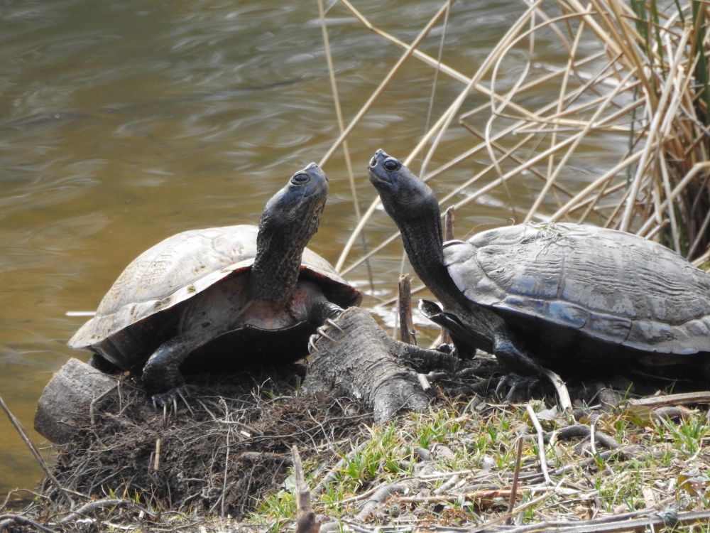 Two turtles facing each other at the lake shore


