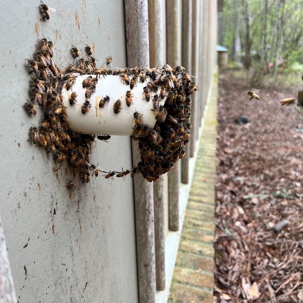 Large cluster of honey bees hanging onto a white pipe coming out of a wall. The bees are holding onto each other and hang down from the pipe. One small group has formed a chain by holding onto each other’s legs.
