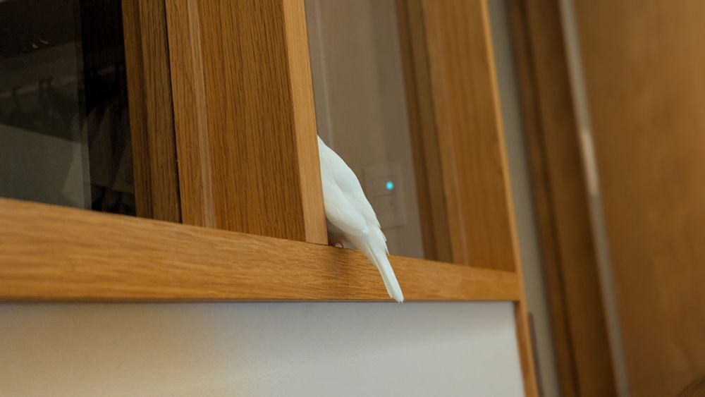 あたまだけ隠してどうやら寝ている白文鳥