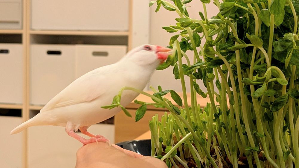豆苗を食べる半目の白文鳥