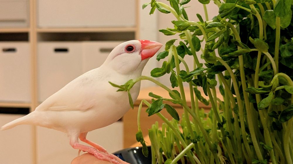 豆苗にむかう白文鳥