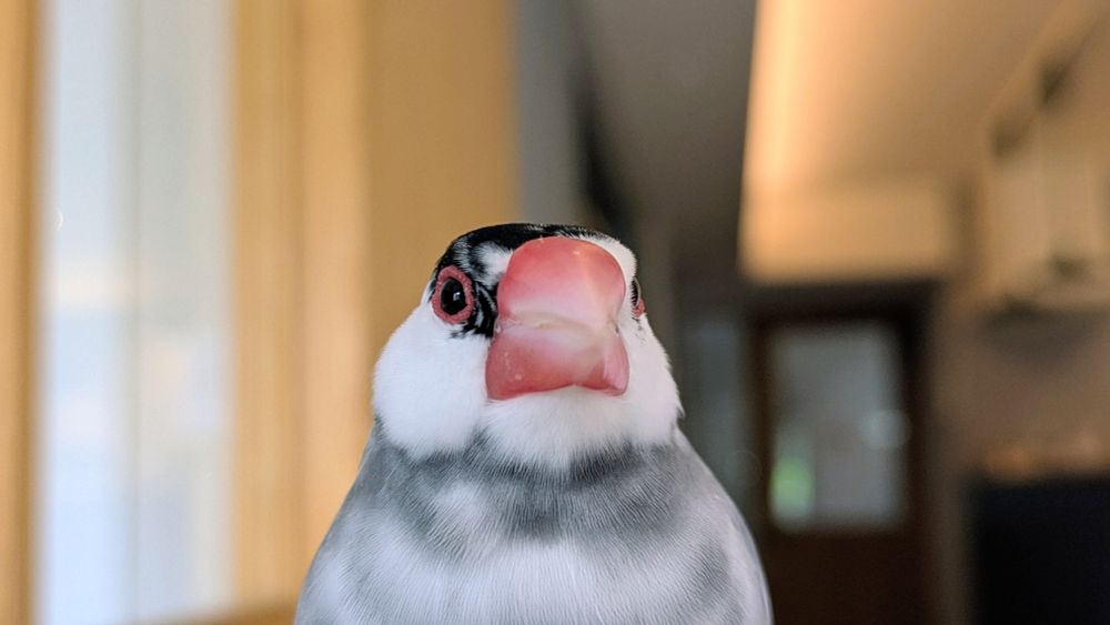 ごま塩文鳥
