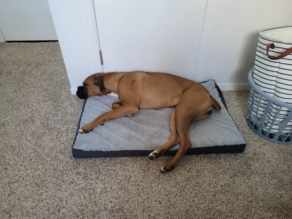 Boxer buppy be eeping. It's her birthday today.