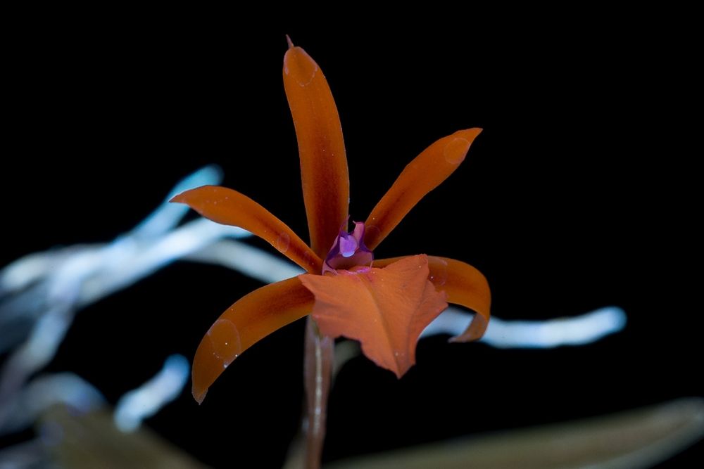 Encyclia polybulbon flower photographed with ultraviolet induced fluorescence.
