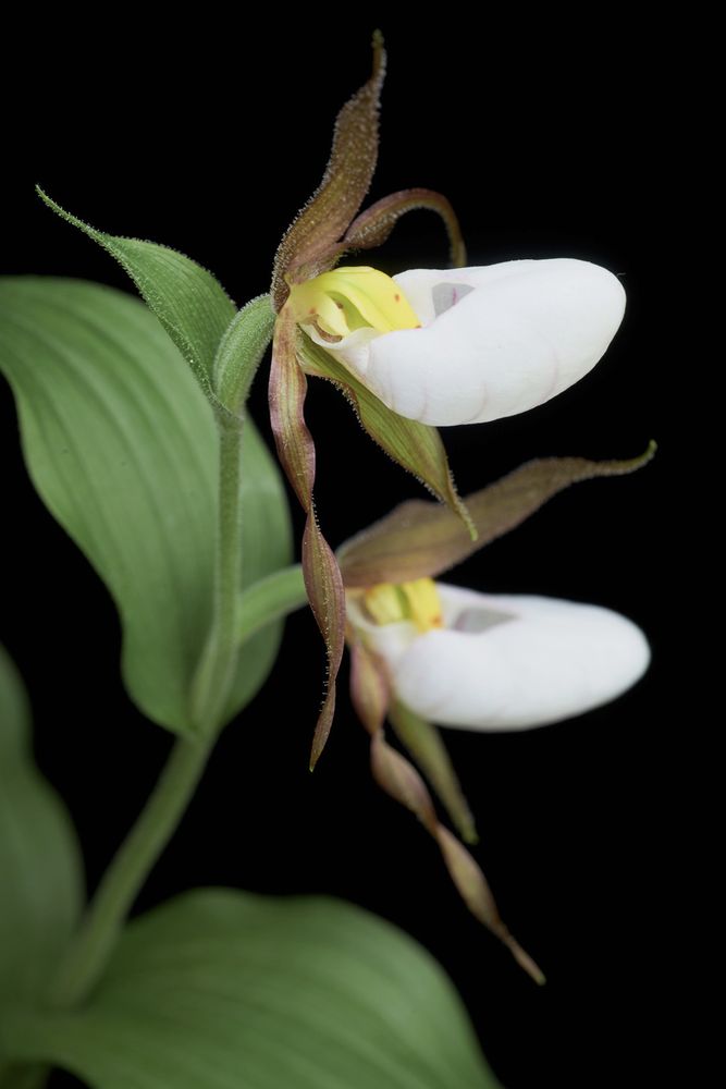 Cypripedium montanum photographed with white light.