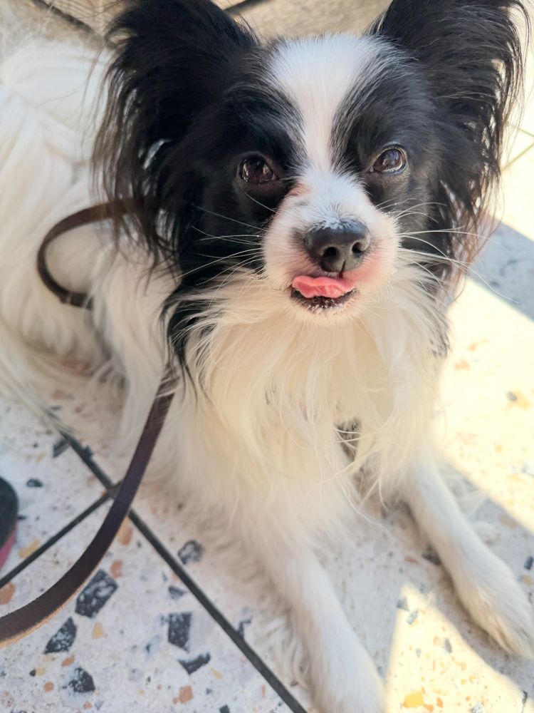 A black and white papillon dog licking his lips with some whipped cream on his nose.