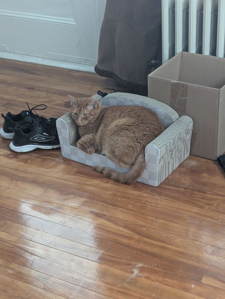 Orange cat named Anri resting on a couch shaped scratching toy. 