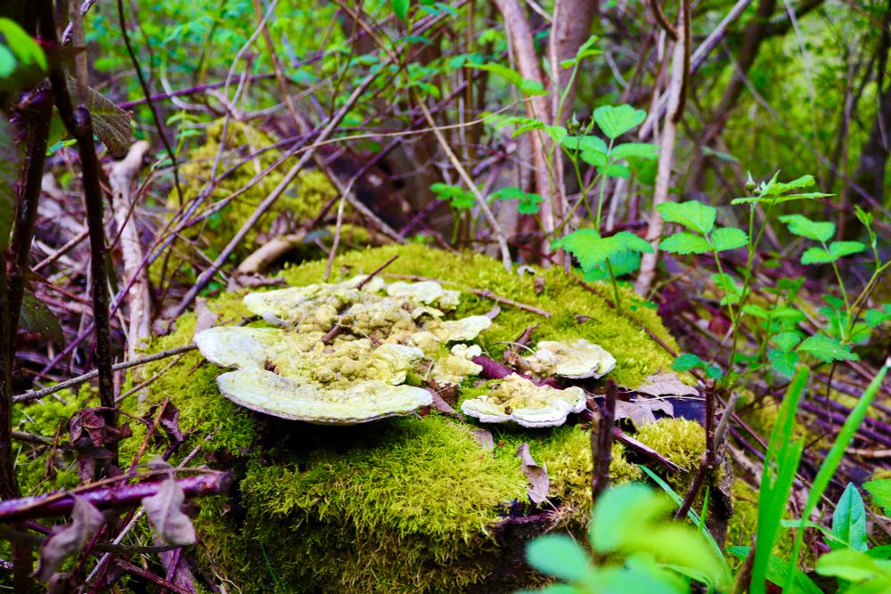 Mushroom on stump
