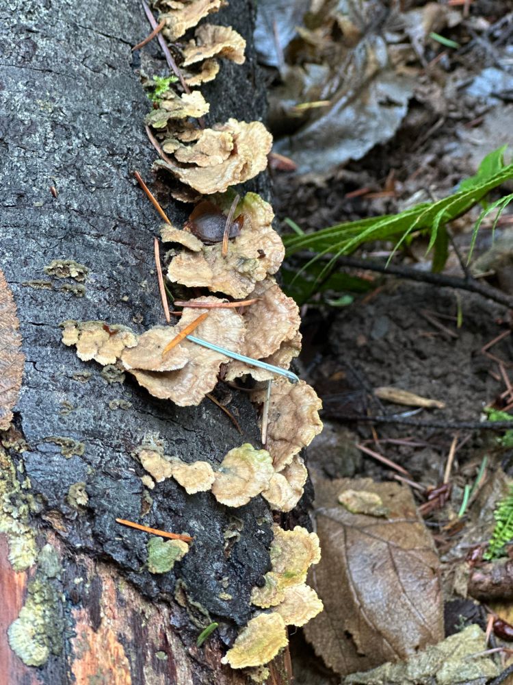 Mushrooms on the side of a log