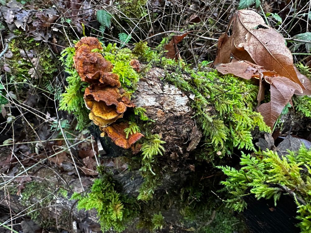Scattered mushroom on log