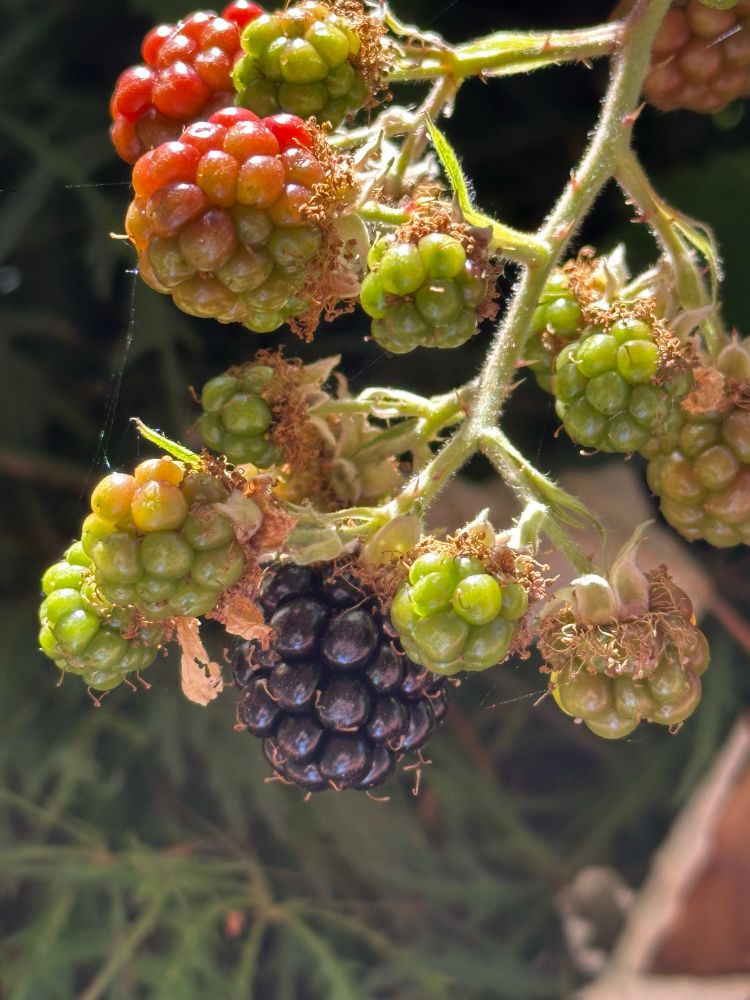 Blackberries in the vine