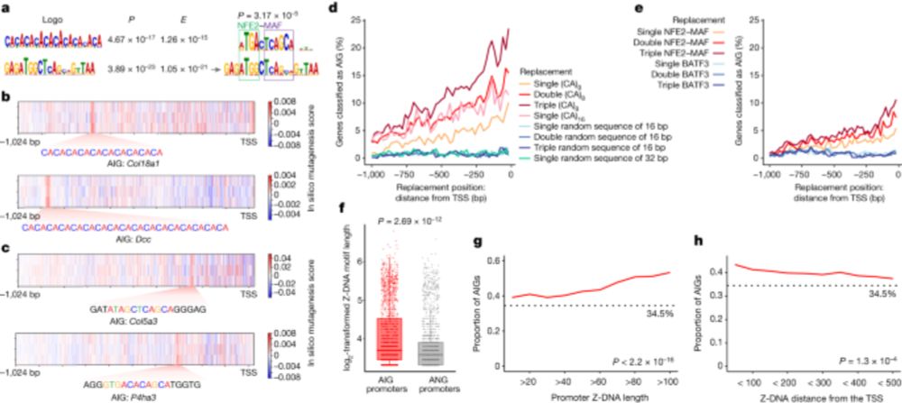 AIRE relies on Z-DNA to flag gene targets for thymic T cell tolerization - Nature