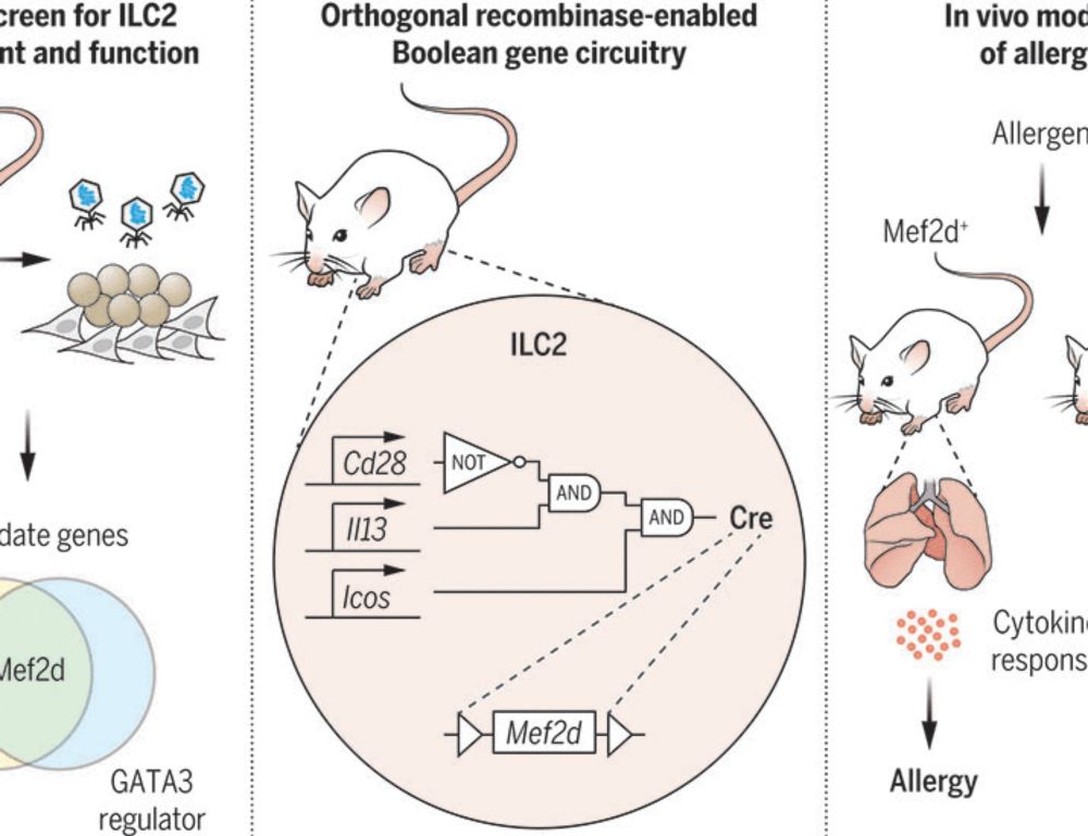 Mef2d potentiates type-2 immune responses and allergic lung inflammation