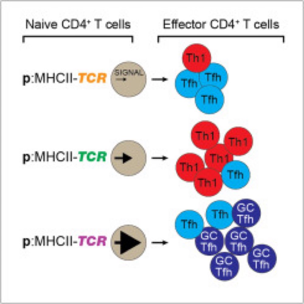 Single Naive CD4+ T Cells from a Diverse Repertoire Produce Different Effector Cell Types during Infection