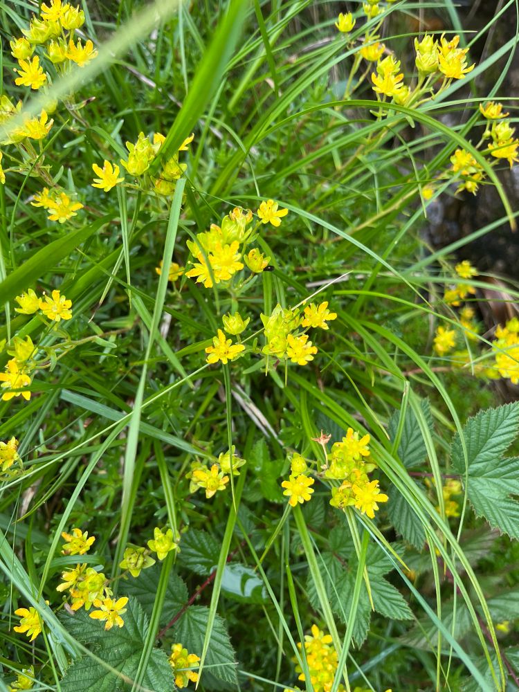 Yellow mountain saxifrage
