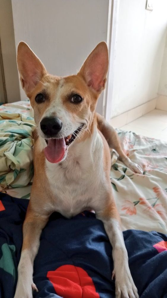 Brown and white indian dog Mira sits on a bed among crumpled floral sheets and a navy blue comforter. Her face is bright, ears cocked, mouth open in a smile with tongue hanging out.