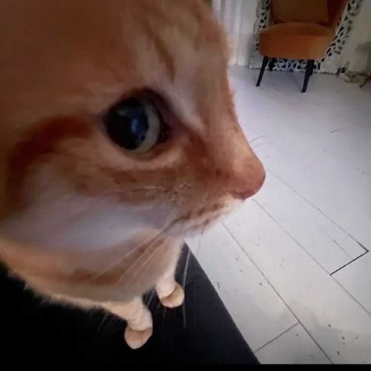 gato laranja virado de lado com o olhão direito para câmera de modo indagativo 