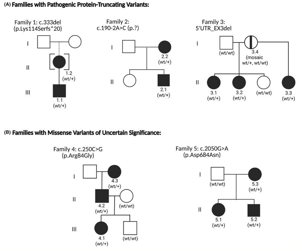 Families 1–3 harbor pathogenic, protein-­ truncating variants, which have a clear loss-­ of-­ function effect in SYNGAP1 (A). Families 4–5 harbor
missense variants of unclear clinical significance in SYNGAP1. These variants are not conclusively explanatory for the neurodevelopmental
symptoms reported in these individuals (B).