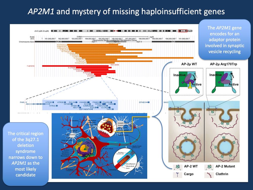 Figure 1. Schematic representation of overlapping 3q26.3-3q27.2 deletions, and genes involved. The smallest region of overlap (light blue) is 0.43 Mb, encompassing 20 protein-coding genes including AP2M1. The AP2M1 gene encodes a presynaptic adapter protein involved in initiating the first step of synaptic vesicle recycling. The recurrent AP2M1 p.Arg170Trp variant had previously been identified to impair synaptic vesicle recycling and cause genetic epilepsies with clinical features of myoclonic astatic epilepsies (MAE). However, prior to the publication by Gear et al., 2025, haploinsufficiency in AP2M1 had not been known as a disease mechanism (adapted from Gear et al., 2025 under a under the terms of the Creative Commons Attribution and Supplemental data by Helbig et al., 2019).