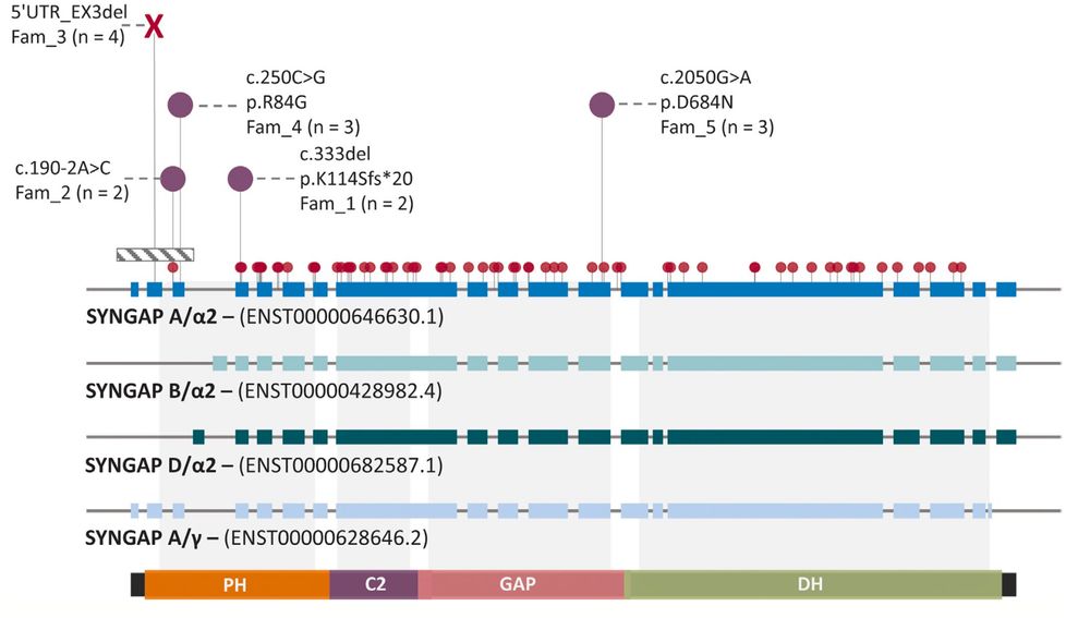 Distribution of familial variants in SYNGAP1 highlighting the five familial variants identified in this study against the backdrop of other SYNGAP1 variants identified in individuals in the SYNGAP1 Prospective Multidisciplinary Multi-­ Site (ProMMiS) natural history study.