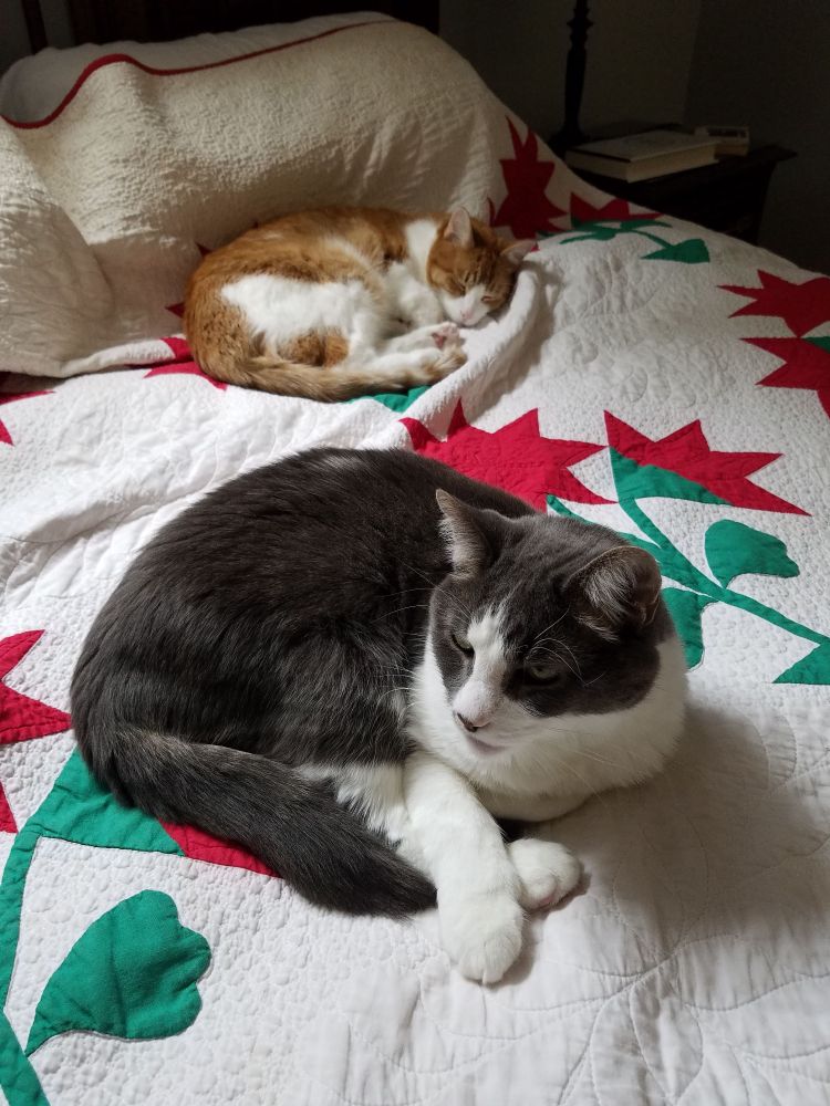 A grey and white cat and an orange and white cat lounging on a white quilt with green and red flowers 