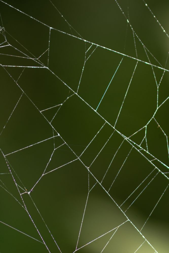White strands of spider silk contrast against a green background.