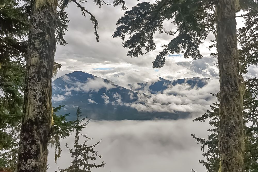 Misty mountains are visible between to mossy pine trees. The valley below is shrouded in fog. 