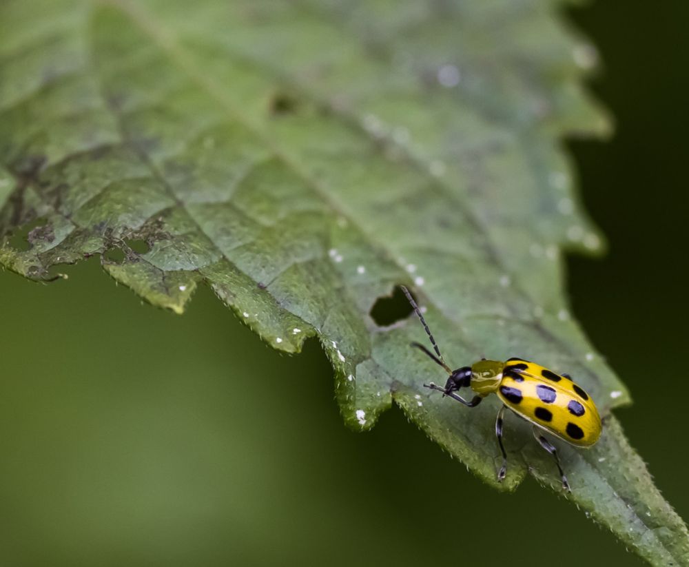 A spotted cucumber beetle cleans itself on a leaf, 9 of its 12 spots visible in the photo. 