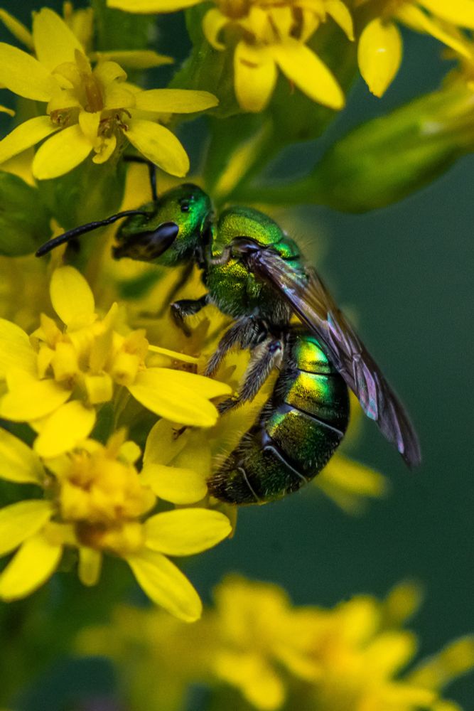 A green sweat bee forages on wild goldenrod.