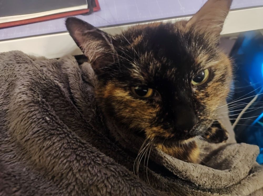 Schildblatt farbene katze schaut in die Kamera und ist bis auf den Kopf in eine braune kuscheldecke eingepackt