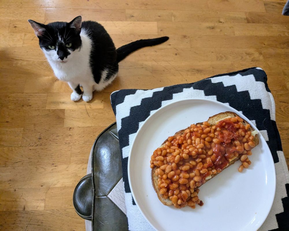 An unimpressed black and white cat sits next to some beans on toast