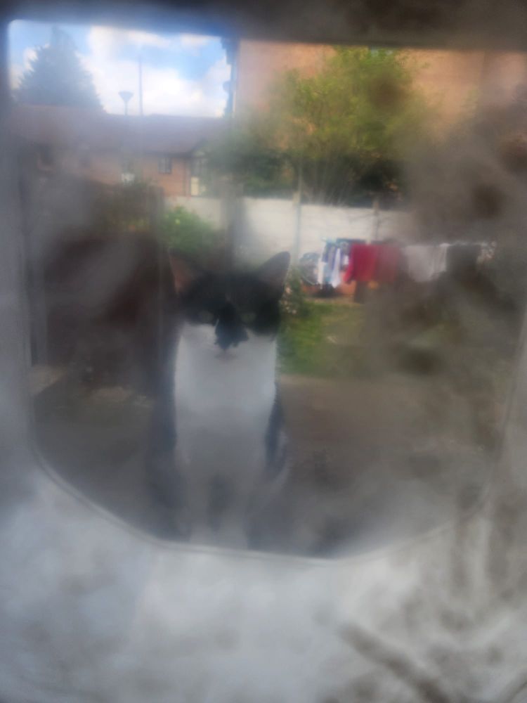 A black and white cat stares through a blurry catflap window. Clearly unimpressed with your peephole washing standards