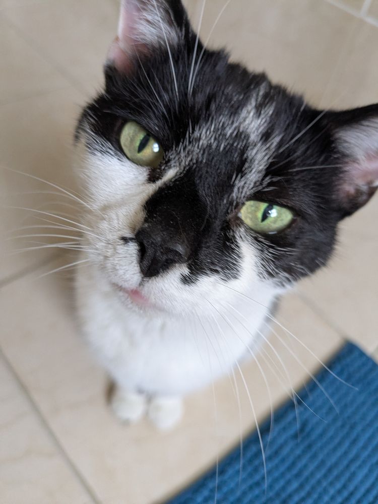 A black and white cat's face close-up to camera, like a fisheye lens. It could be dinner time, it could be she just likes to watch you poop.