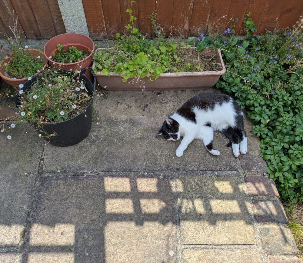 Same cat, same sun, different snoozing spot. She lies on the concrete patio, in the shade, surrounded by little wildflowers in pots. 