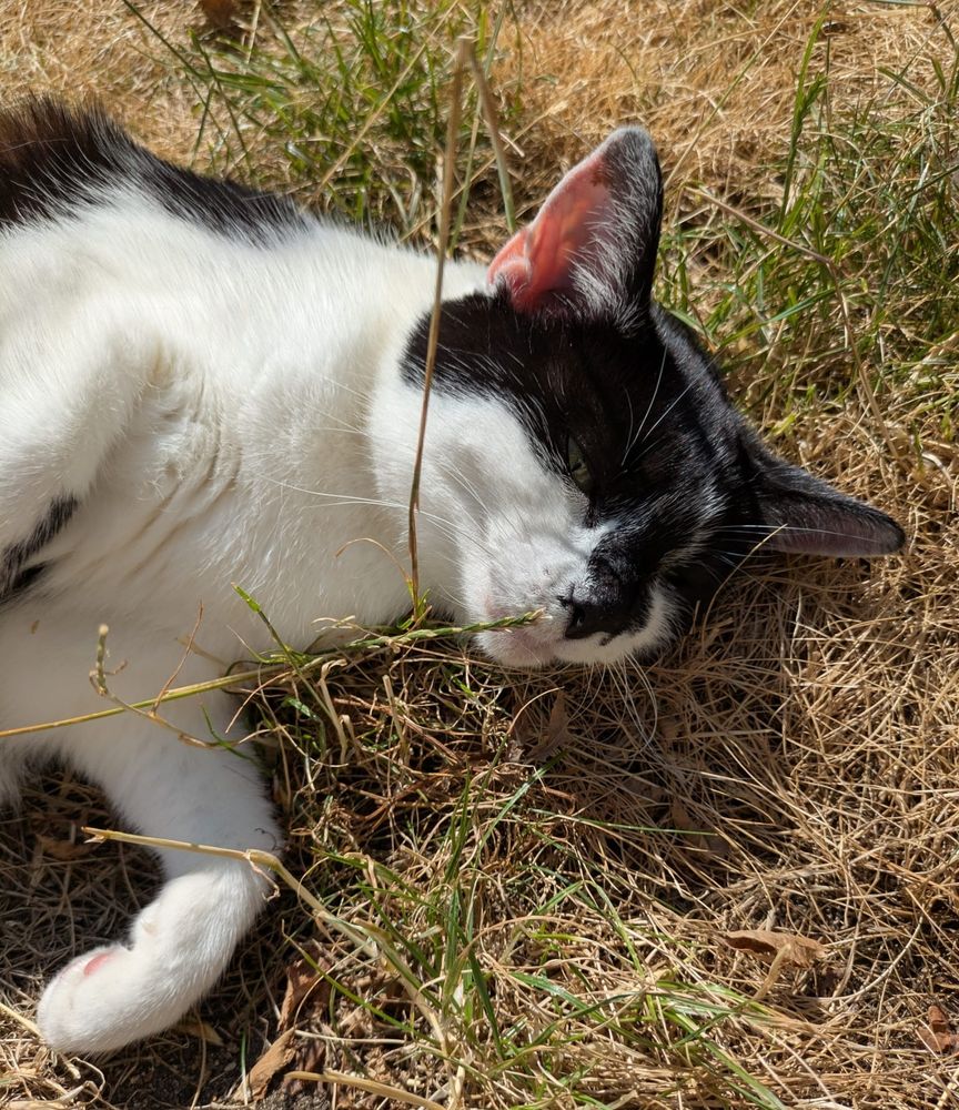 A black and white cat (upper body) close up on the dry grass, eye half open, enjoying the sun. A leaning grass blade tickles her nose