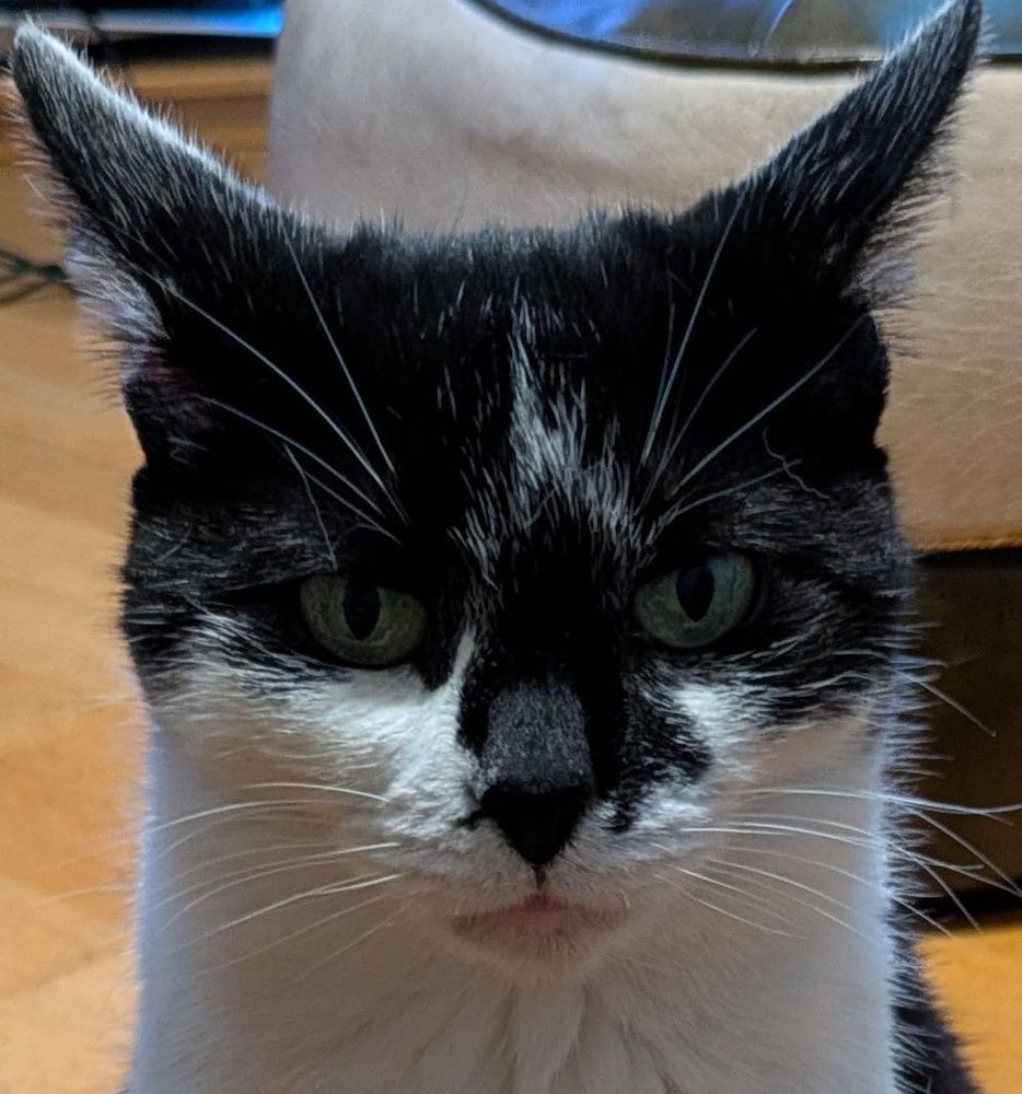 A black and white cat, every whisker illuminated in high-def by the 'big' light