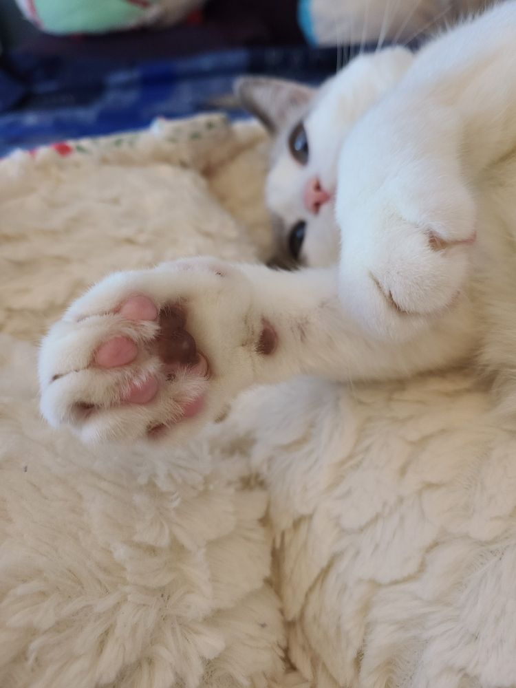 A closeup of one of Tink's front paws, her toes mostly pink with some brown on her paw pad and back toe bean. Her face is just visible in the background, her blue eyes sparkling in the natural light. 
