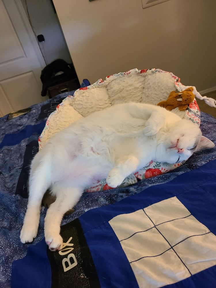 Another full body pic of Tink in her flower-shaped bed. She's on the edge of it, back legs dangling off. She's kinda on her back with her whole belly out, head turned upside down and eyes closed. She looks so peaceful and silly. 