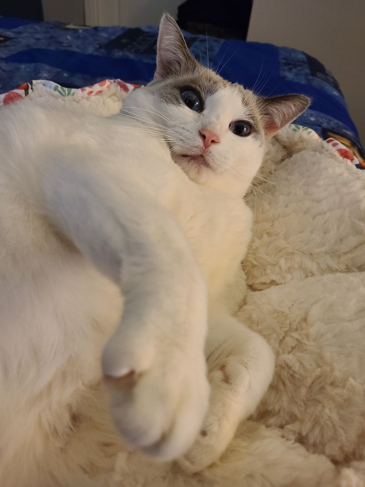 Tink again, this time awake and looking at the camera, paw stretched out. Her facial expression is one of annoyance for being disturbed during her nap. 