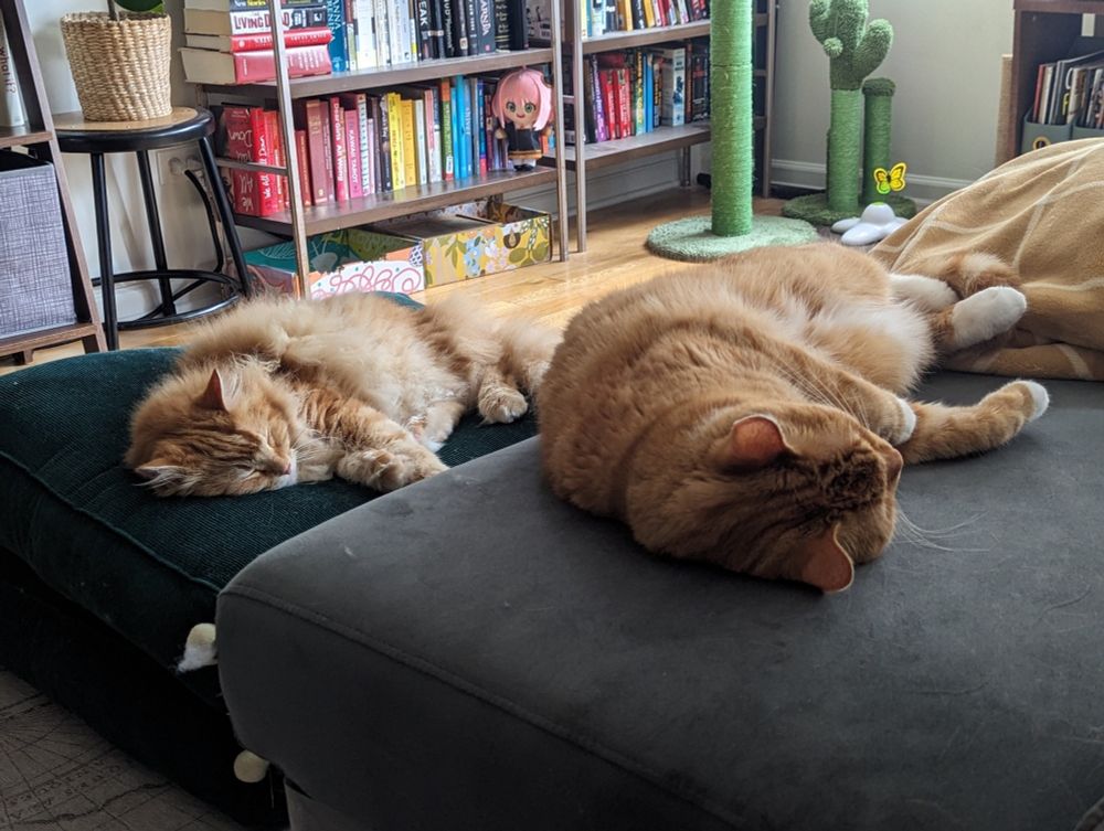 Two orange cats — named Ollie and Tombo — take a nap together on a blissful Sunday afternoon. They are almost in the exact same nap position. 